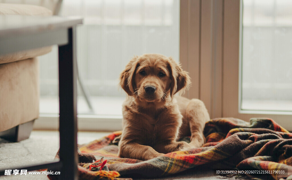 可爱幼犬趴卧多彩毯子上