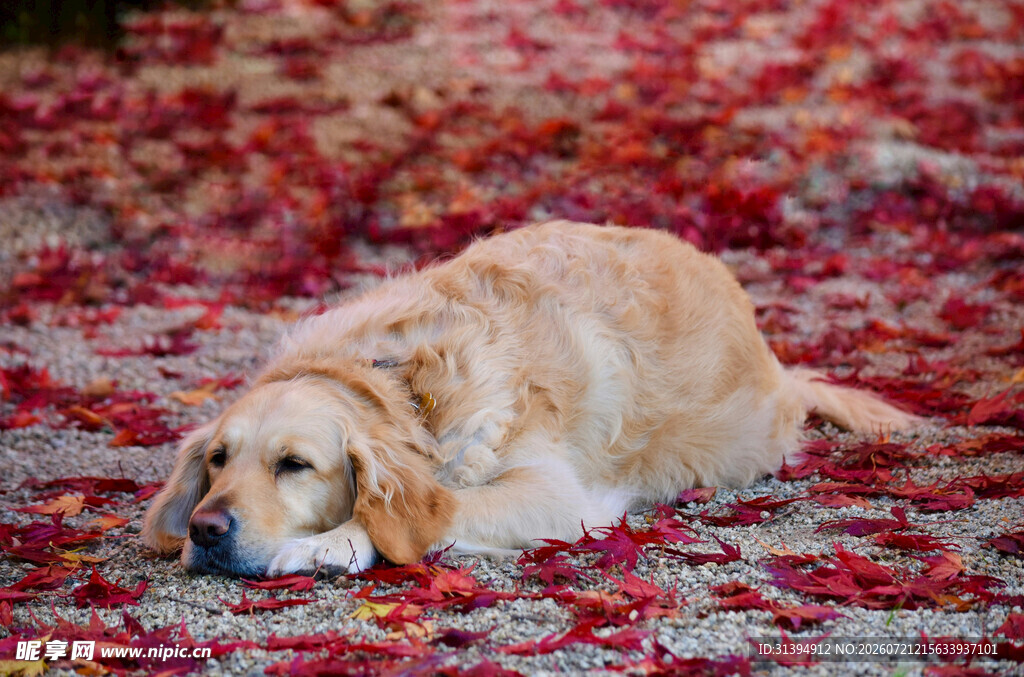 金毛犬静卧于花瓣地面
