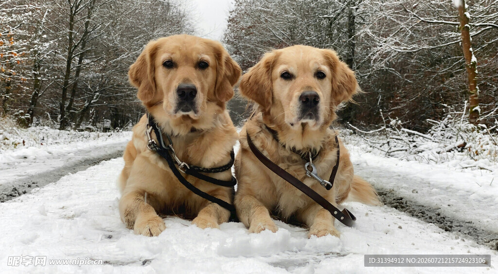 雪地中的两只金毛犬