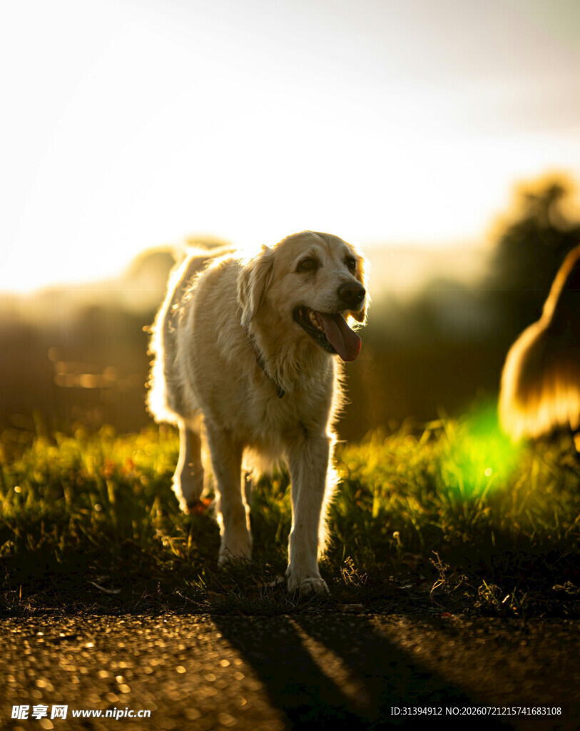 夕阳下漫步的金毛犬