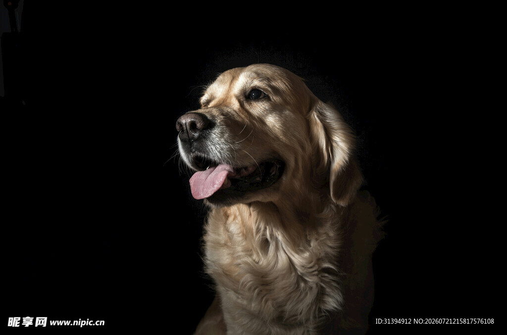 金毛犬吐舌可爱瞬间