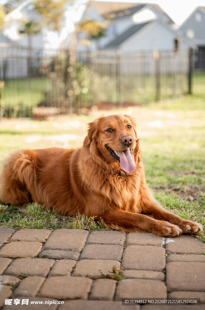 阳光下惬意的金毛犬