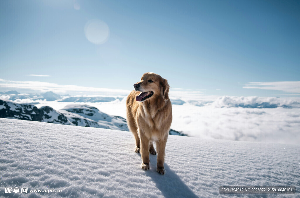 雪地中漫步的金毛犬