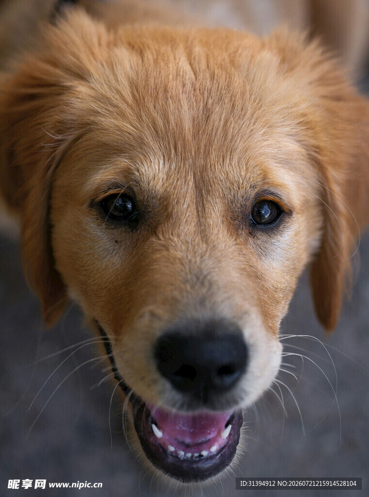 可爱金毛犬张嘴露笑