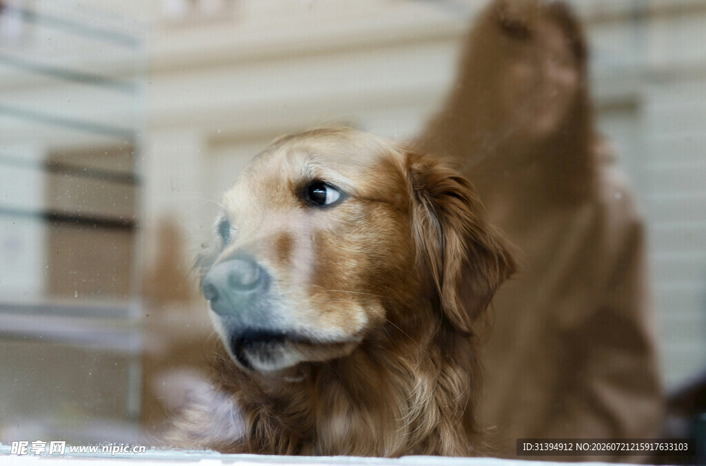 可爱金毛犬特写