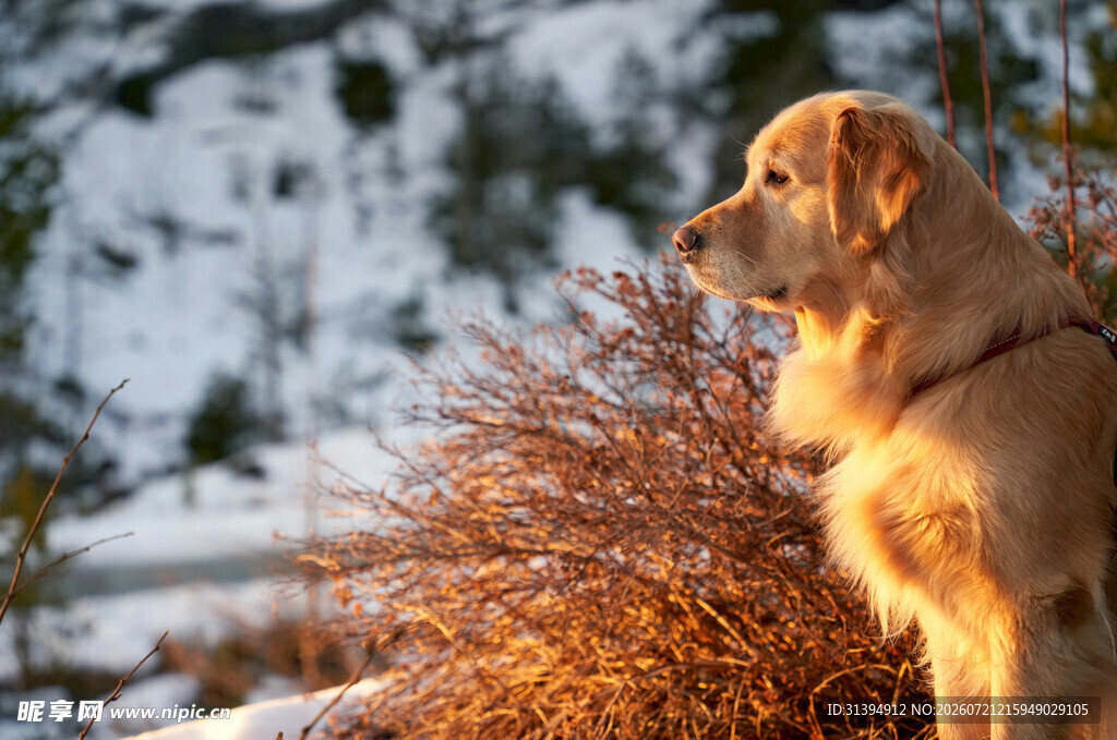 雪境中的金毛犬