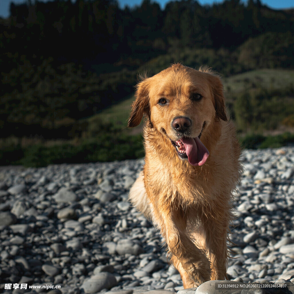 奔跑的金毛犬