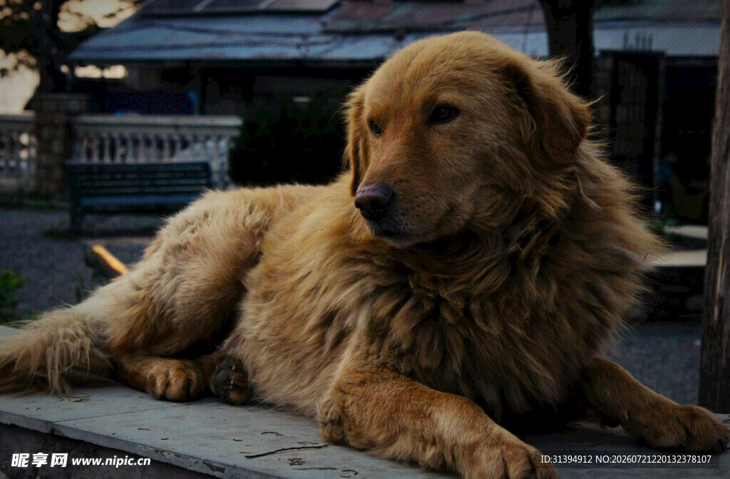 趴在石板上的金毛犬