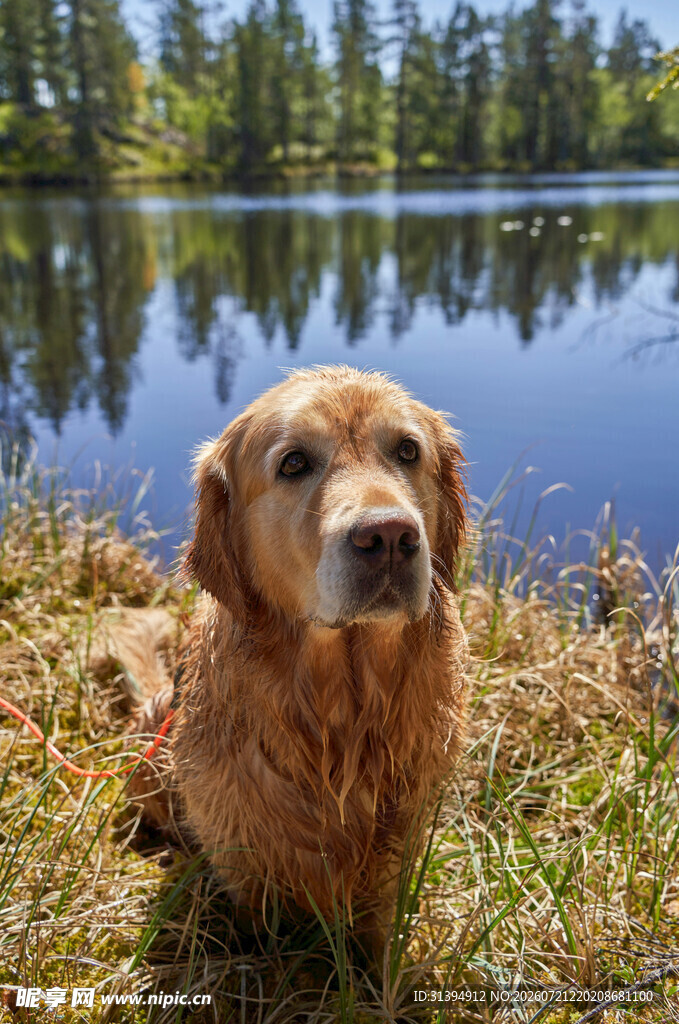 湖畔金毛犬