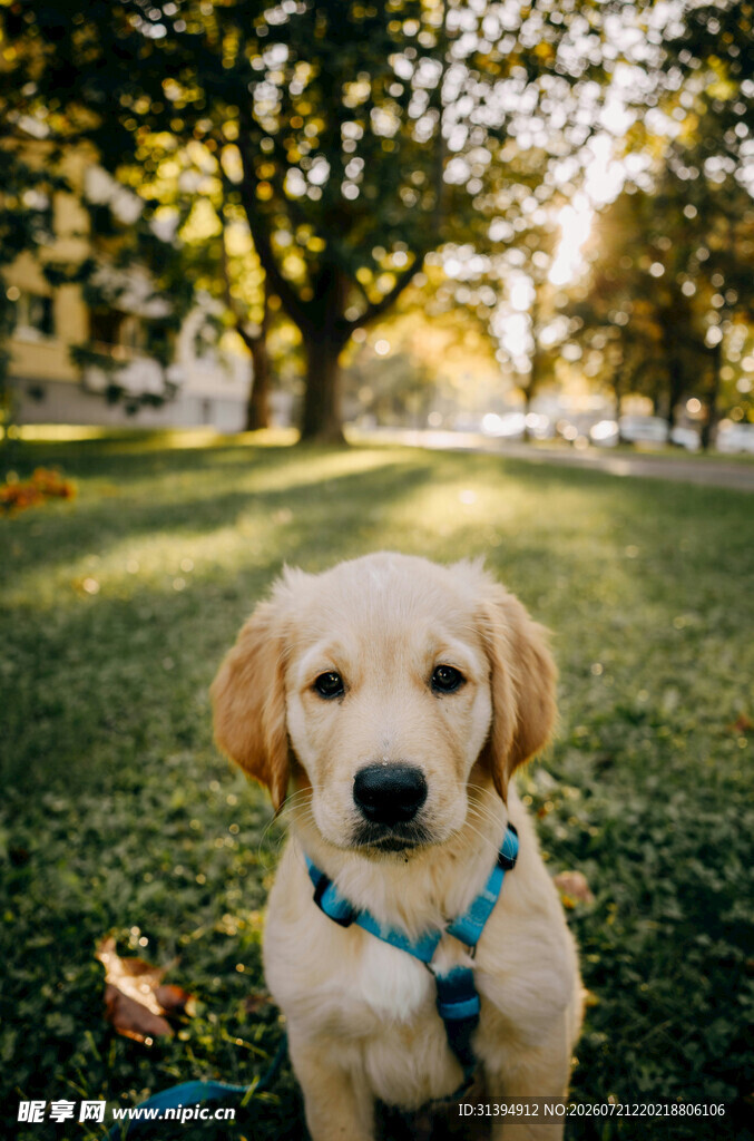 阳光下的可爱金毛幼犬