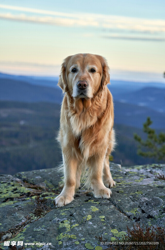 山顶上的金毛犬