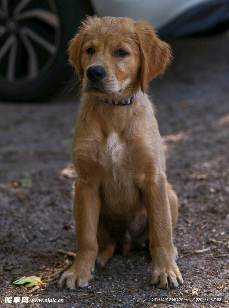 可爱幼犬蹲坐地面
