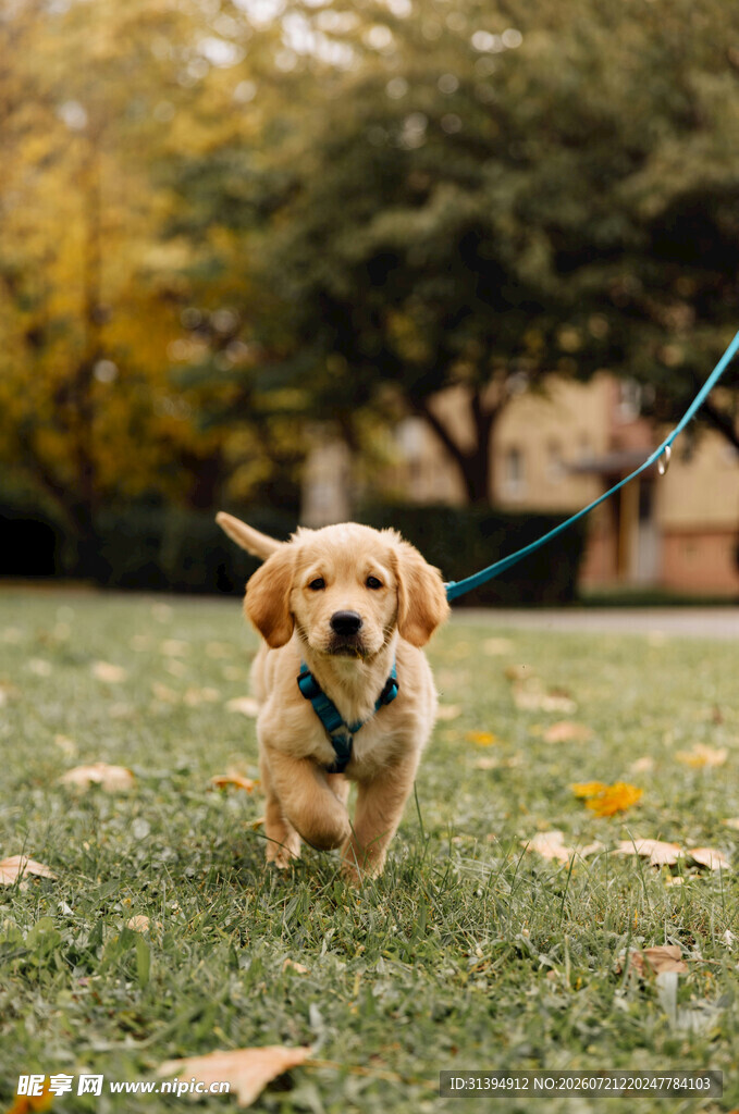 金毛犬草地快乐奔跑