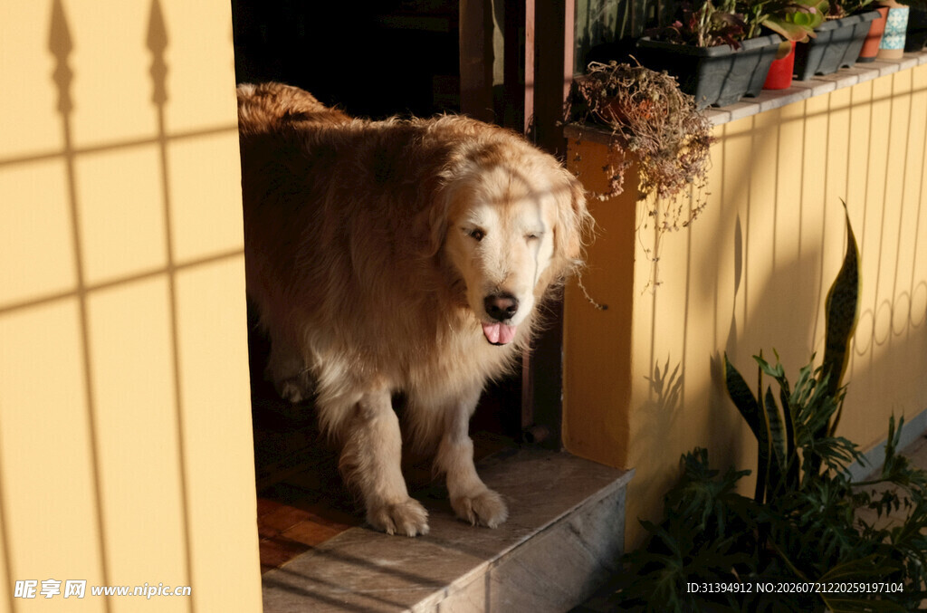 金毛犬站在门口张望