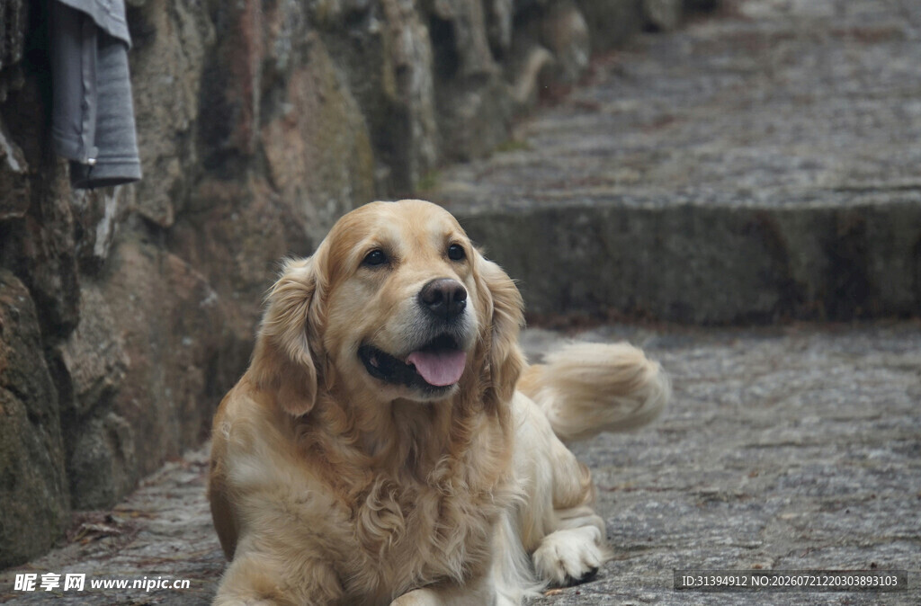 金毛犬悠闲趴于石板路上