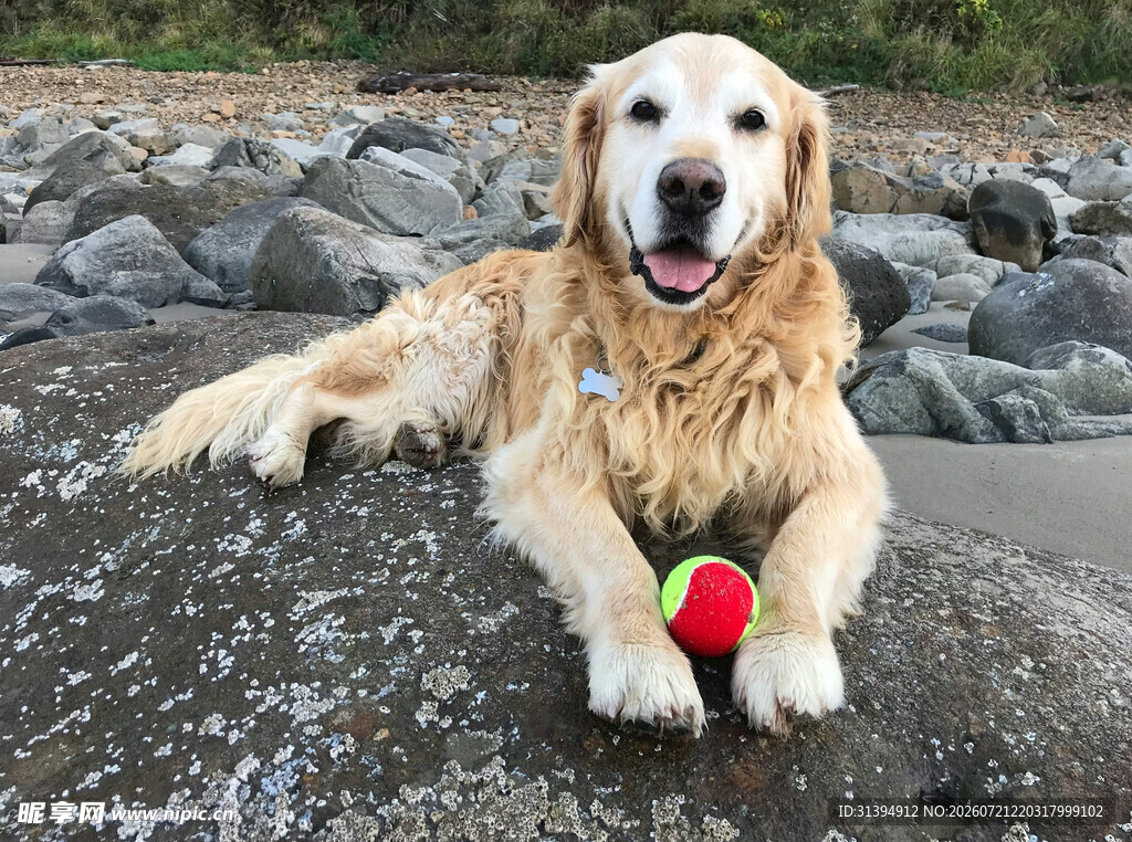 金毛犬叼球趴于石块上
