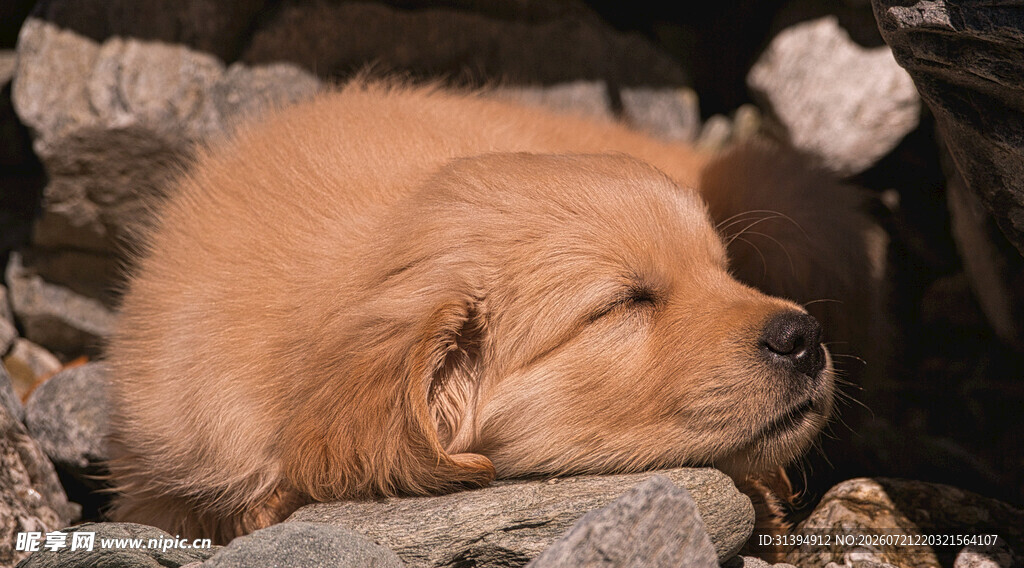 熟睡的金毛犬