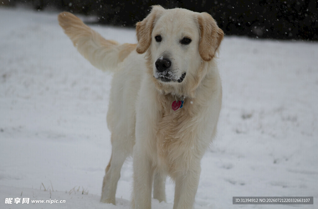 雪地中的金毛犬