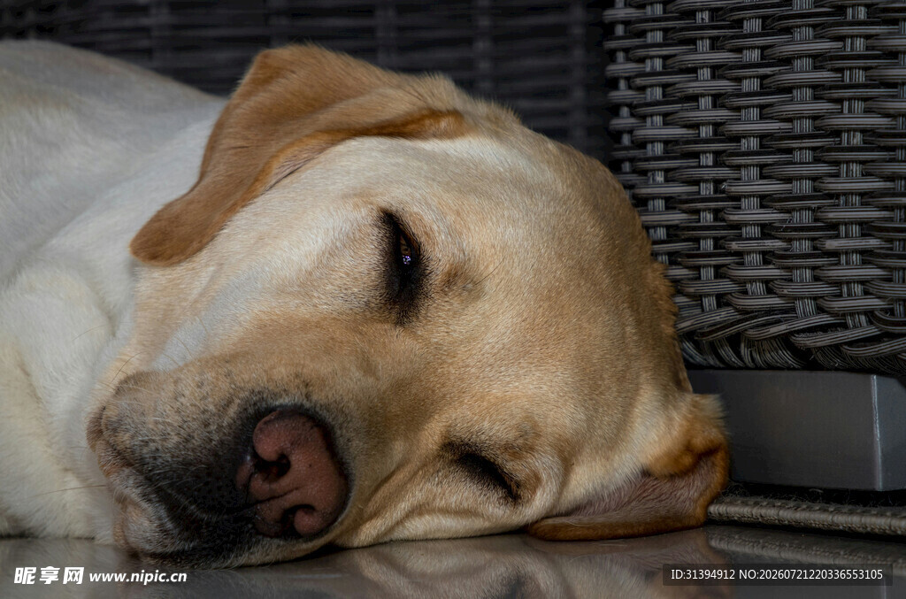 熟睡的拉布拉多犬