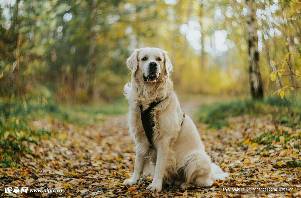 秋日林间的可爱金毛犬