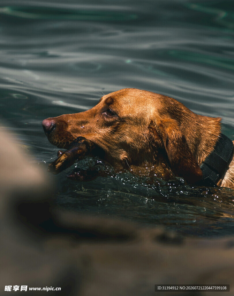 金毛犬水中畅游瞬间