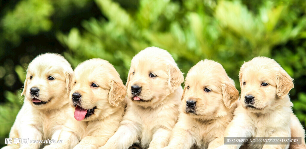 五只可爱金毛幼犬
