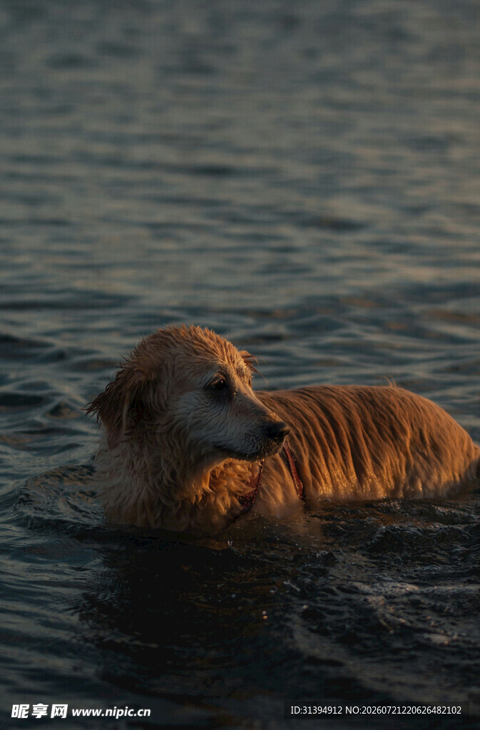 水中漫步的金毛犬