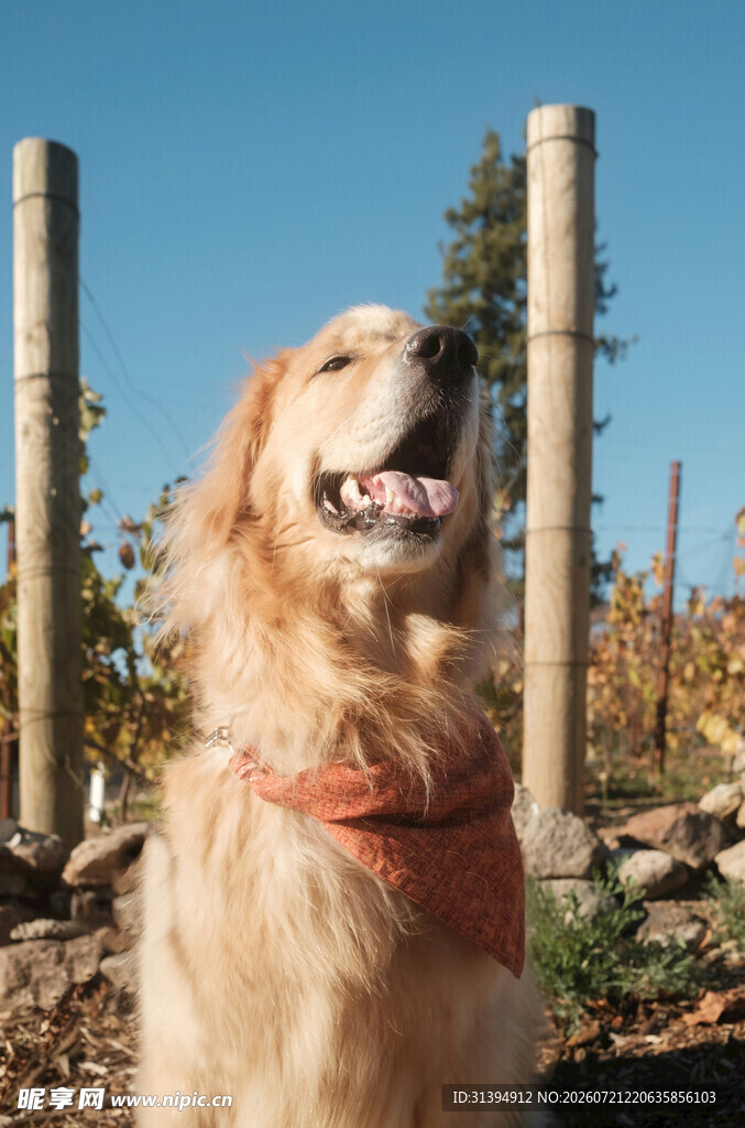 阳光下的快乐金毛犬