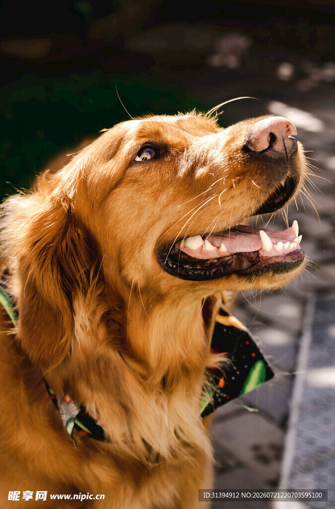 阳光下的开心金毛犬