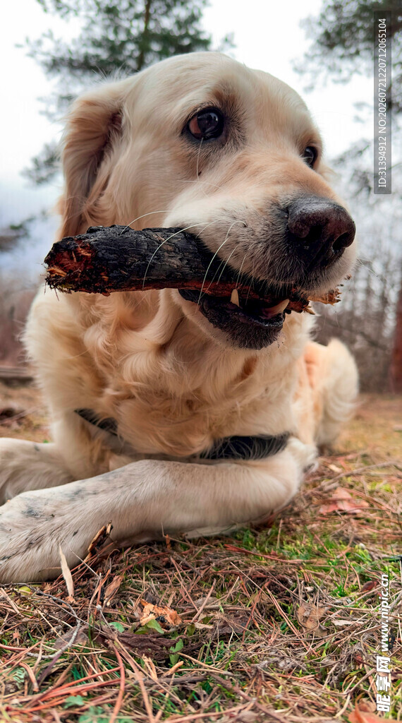 金毛犬叼着树枝玩耍