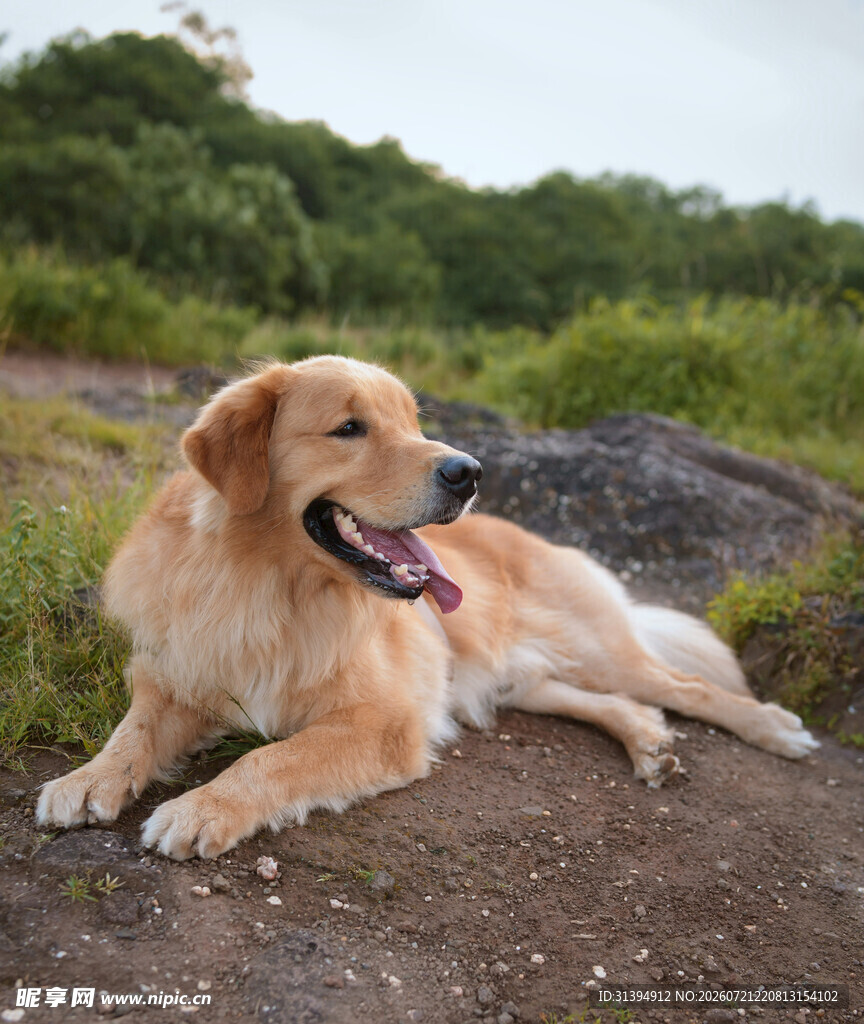 阳光下惬意的金毛犬