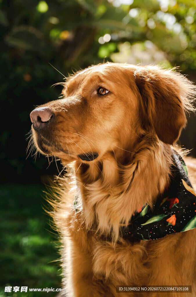 阳光下的金毛犬