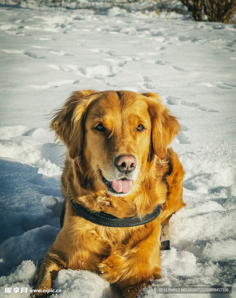雪地中趴着的金毛犬