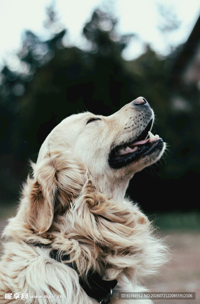 仰头的金毛犬