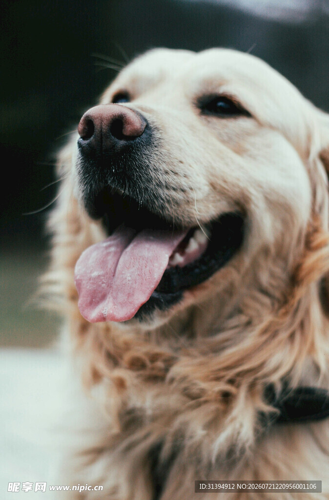 微笑的金毛犬