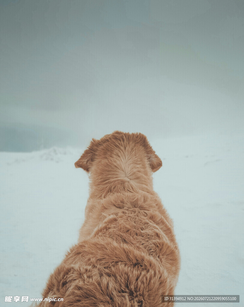 雪地中狗狗的孤独背影