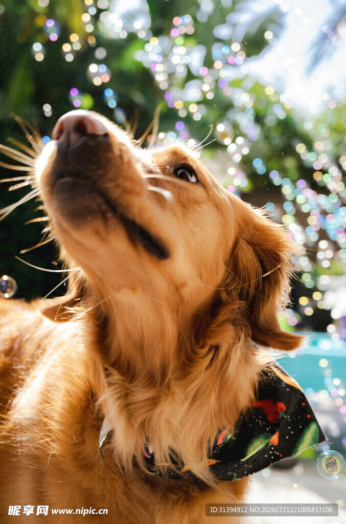 仰头的金毛犬