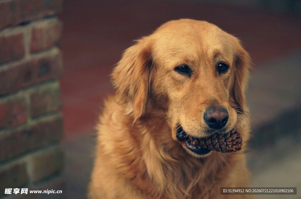 金毛犬叼物可爱瞬间