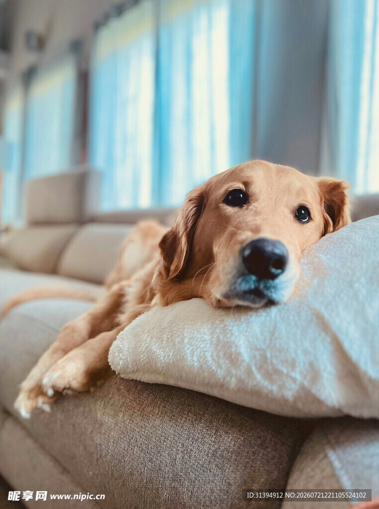 慵懒金毛犬趴卧沙发垫上