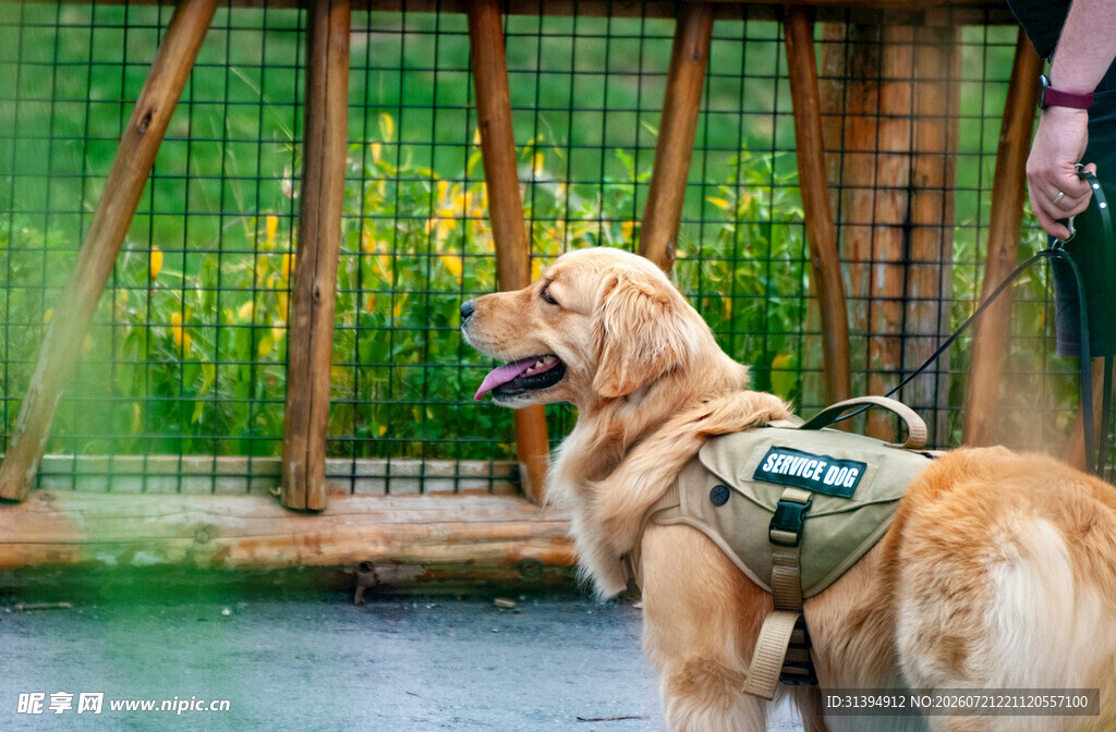 金毛犬穿戴装备准备出行