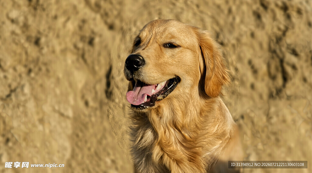 阳光下的微笑金毛犬