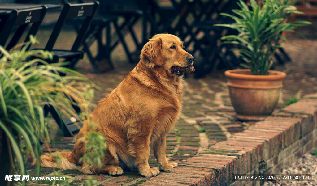 庭院中的金毛犬