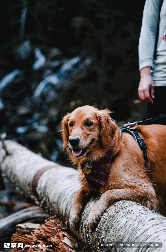 趴在圆木上的可爱金毛犬