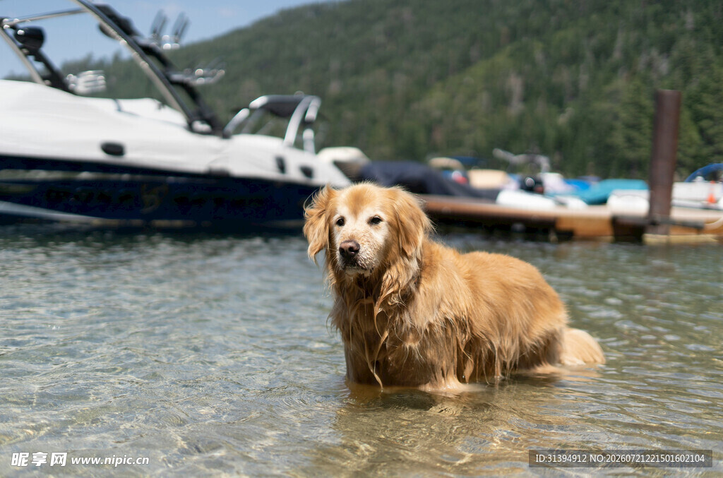 水中金毛犬