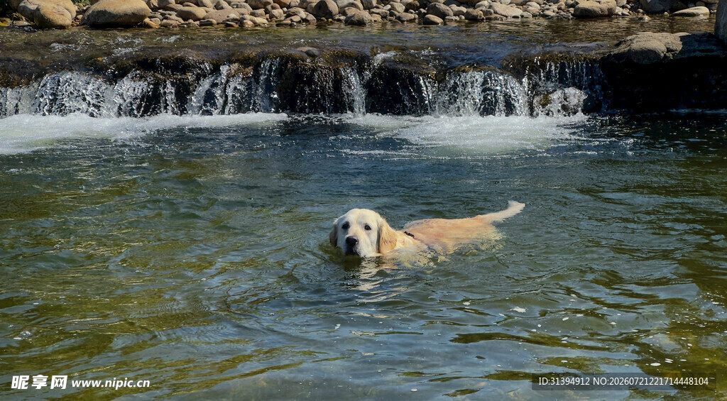 金毛犬在水中嬉戏