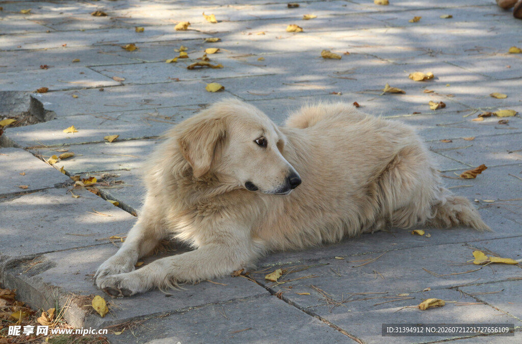 阳光下休憩的金毛犬