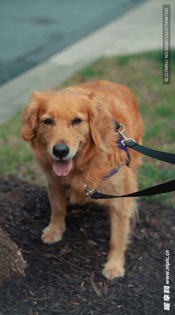 拴绳的快乐金毛犬