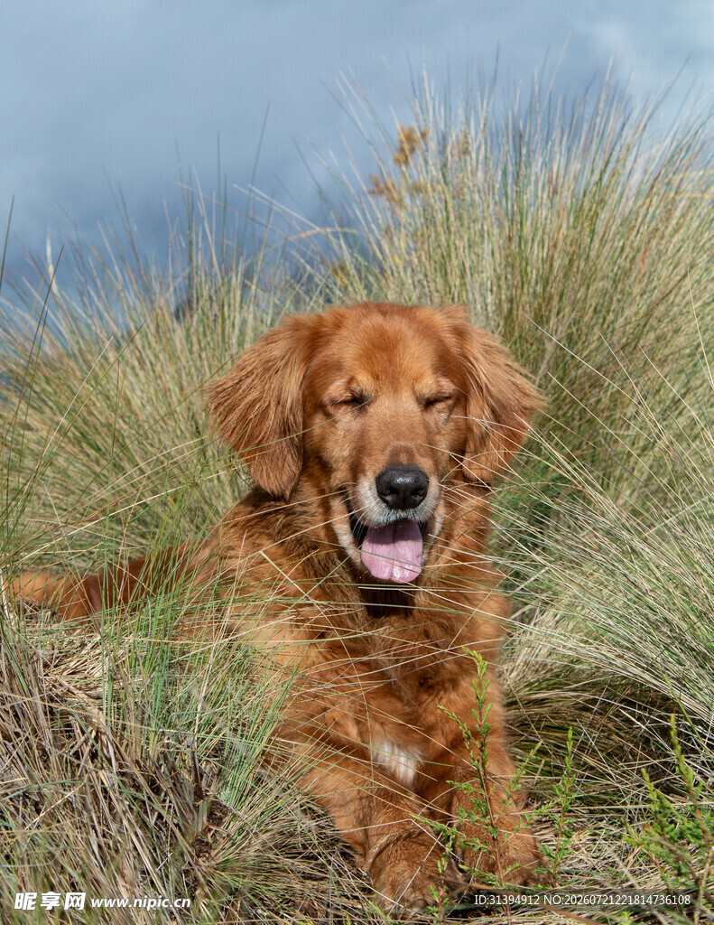 草地上的微笑金毛犬