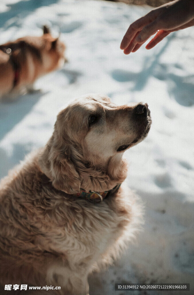 雪地中人与狗的温馨互动