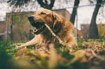 金毛犬在草地玩耍